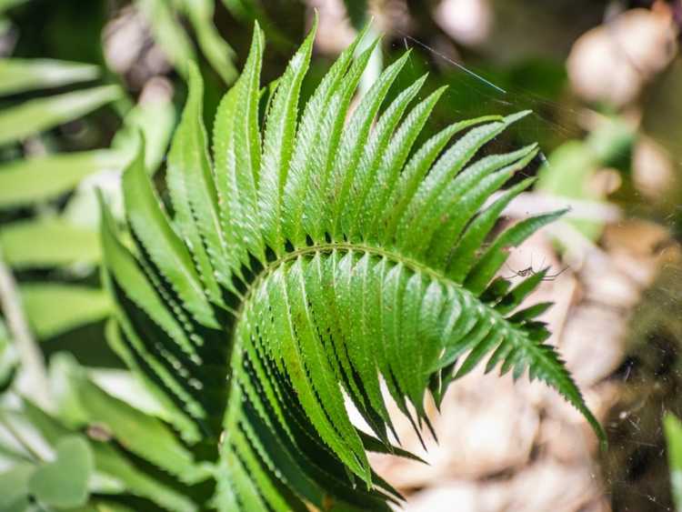 Lire la suite à propos de l’article Entretien des plantes de fougère épée: comment faire pousser des fougères épée