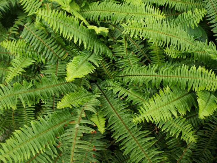 Lire la suite à propos de l’article Kimberly Queen Fern Care – Comment faire pousser une plante de fougère Kimberly Queen