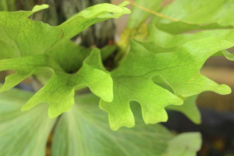 You are currently viewing Propagation des fougères Staghorn : Apprenez à démarrer une plante de fougères Staghorn