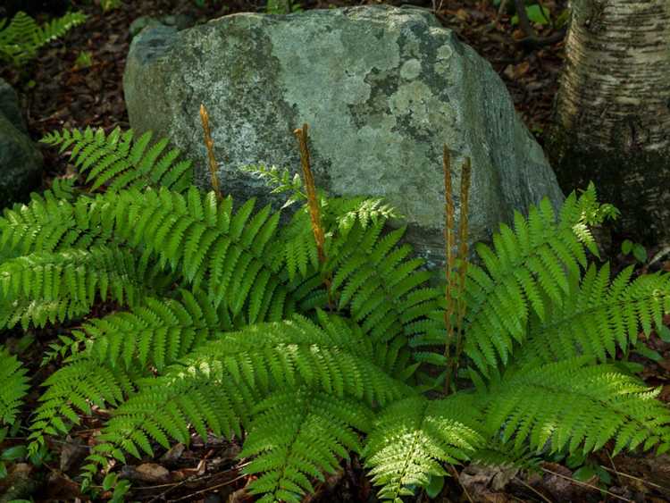 Lire la suite à propos de l’article Plantes d'ombre pour les sites humides : choisir des plantes d'ombre tolérantes à l'humidité