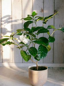 Lire la suite à propos de l’article Plantes d'intérieur Gardenia : Conseils pour cultiver des gardénias à l'intérieur