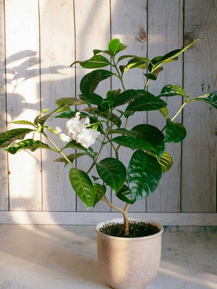 You are currently viewing Plantes d'intérieur Gardenia : Conseils pour cultiver des gardénias à l'intérieur