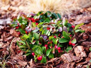 Lire la suite à propos de l’article Entretien des plantes de gaulthérie : découvrez les conditions de croissance de la gaulthérie