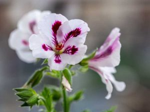 Lire la suite à propos de l’article Soins du géranium parfumé : comment faire pousser du géranium parfumé