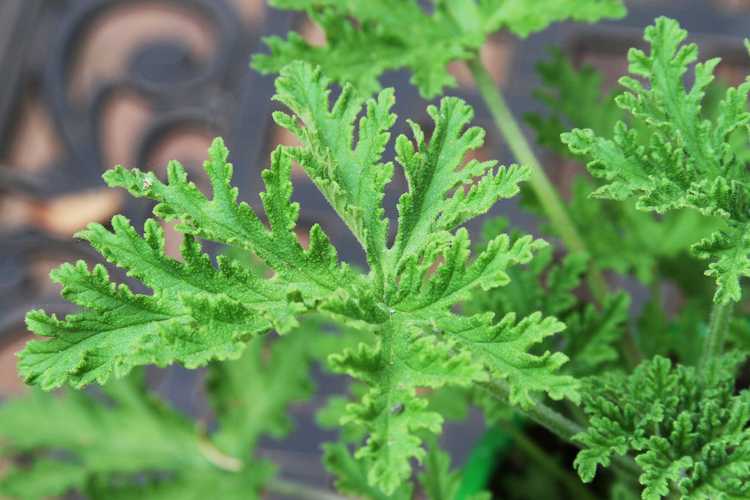 You are currently viewing Taille des plantes de moustiques: comment couper les plantes de géranium à la citronnelle