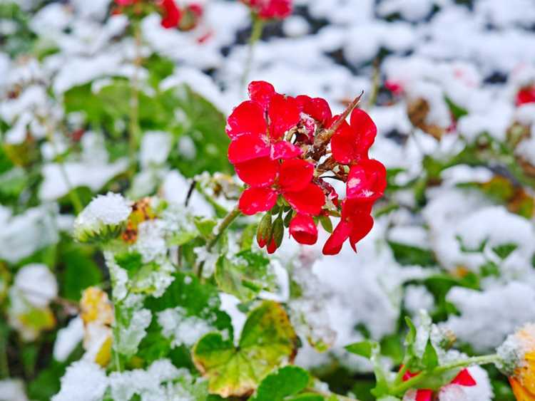 You are currently viewing Entretien hivernal des géraniums : comment conserver les géraniums pendant l'hiver