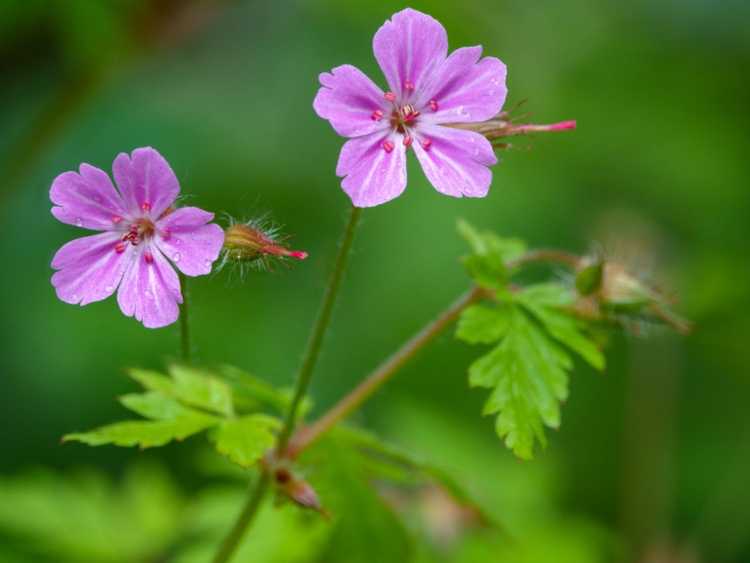 Lire la suite à propos de l’article Herb Robert Control – Comment se débarrasser des plantes de géranium Herb Robert