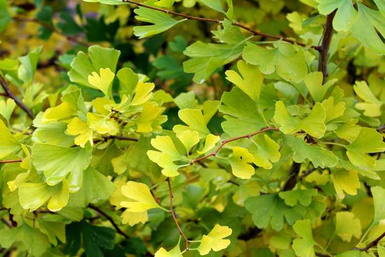 You are currently viewing Gestion des arbres de ginkgo malades : comment contrôler les maladies des arbres de ginkgo