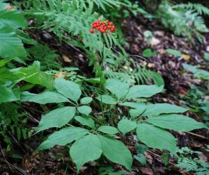 Lire la suite à propos de l’article Entretien du ginseng en pot : pouvez-vous cultiver du ginseng dans des conteneurs