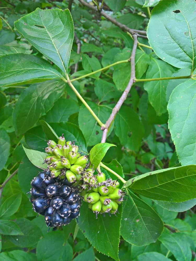 You are currently viewing Variétés de ginseng pour le jardinier amateur