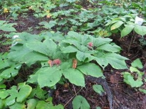 Lire la suite à propos de l’article Soins d'hiver au ginseng – Que faire avec les plants de ginseng en hiver