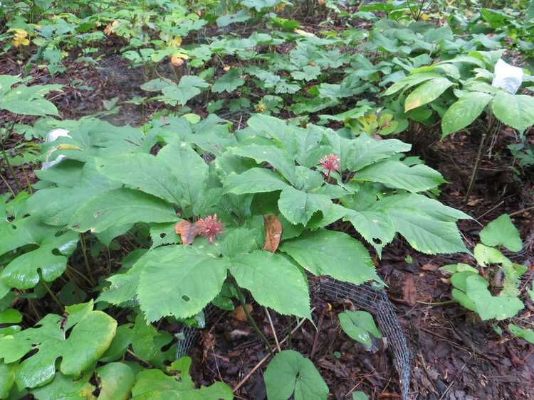 You are currently viewing Soins d'hiver au ginseng – Que faire avec les plants de ginseng en hiver