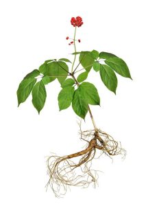 Lire la suite à propos de l’article Le ginseng est-il comestible – Informations sur les parties comestibles de la plante de ginseng