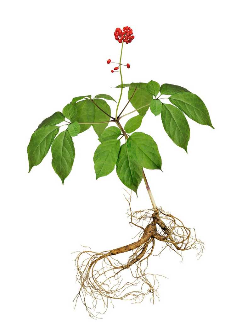 You are currently viewing Le ginseng est-il comestible – Informations sur les parties comestibles de la plante de ginseng