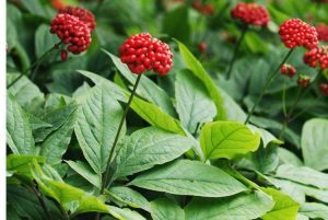 Lire la suite à propos de l’article Qu'est-ce que le ginseng asiatique – Apprenez à cultiver des plants de ginseng coréen