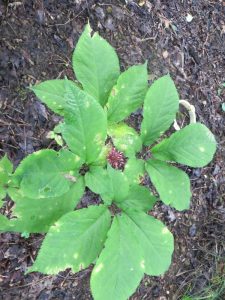 Lire la suite à propos de l’article Quel est le problème avec mon ginseng – En savoir plus sur le contrôle des maladies liées au ginseng