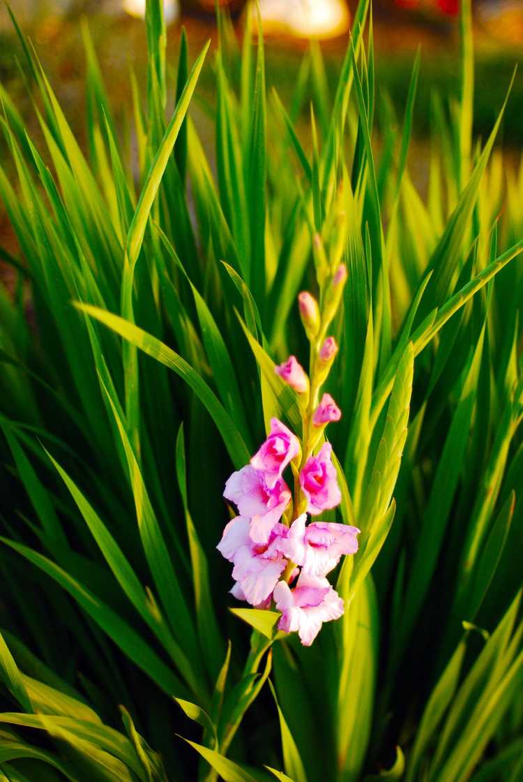 You are currently viewing Glaïeul qui ne fleurit pas : conseils pour faire fleurir une plante de glaïeul