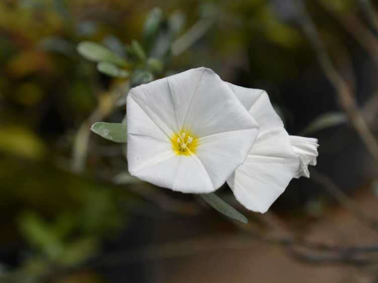 Lire la suite à propos de l’article Bush Morning Glory Care: Comment faire pousser une plante Bush Morning Glory