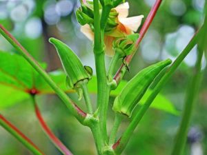 Lire la suite à propos de l’article Informations sur le virus de la mosaïque du gombo : En savoir plus sur le virus de la mosaïque des plantes de gombo