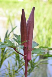 Lire la suite à propos de l’article Gombo rouge de Bourgogne: cultiver des plantes de gombo rouge dans le jardin