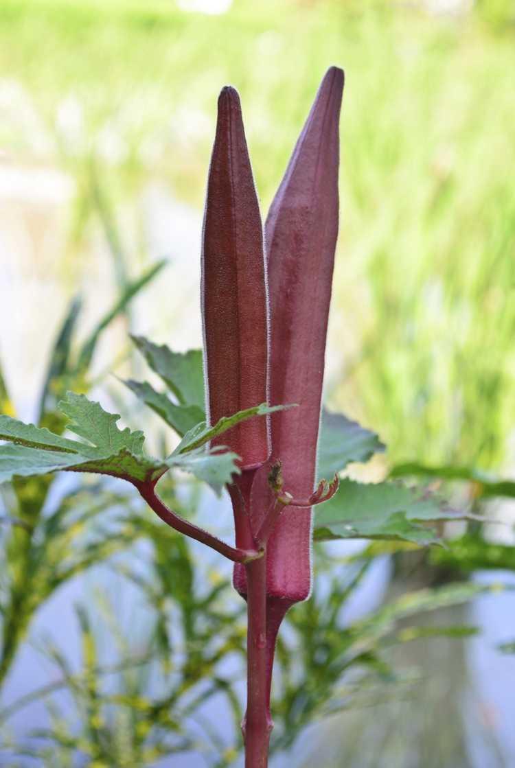 You are currently viewing Gombo rouge de Bourgogne: cultiver des plantes de gombo rouge dans le jardin