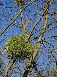 Lire la suite à propos de l’article Informations sur le contrôle du gui : comment se débarrasser des plantes de gui