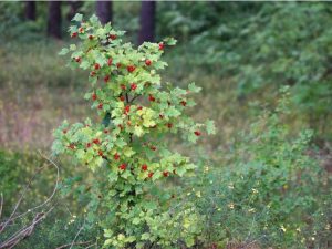 Lire la suite à propos de l’article Informations sur les groseilles alpines – Conseils pour la culture des groseilles Alpinum