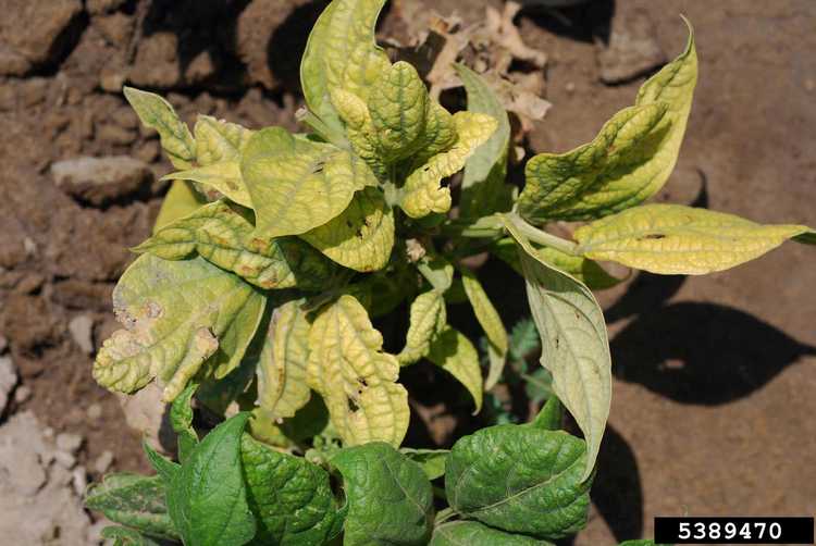 You are currently viewing Contrôle du virus Curly Top: Qu'est-ce que le virus Curly Top des plants de haricots