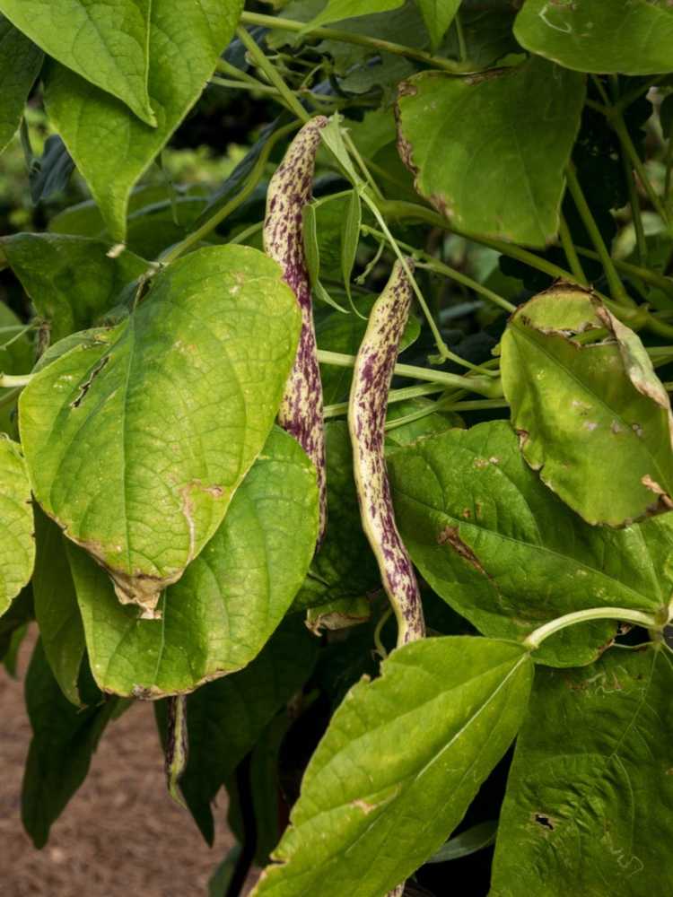 You are currently viewing Aider les haricots de jardin à feuilles jaunes – Quelles sont les causes des feuilles jaunes sur les haricots