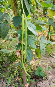 Lire la suite à propos de l’article Haricots longs chinois : conseils pour cultiver des plants de haricots longs