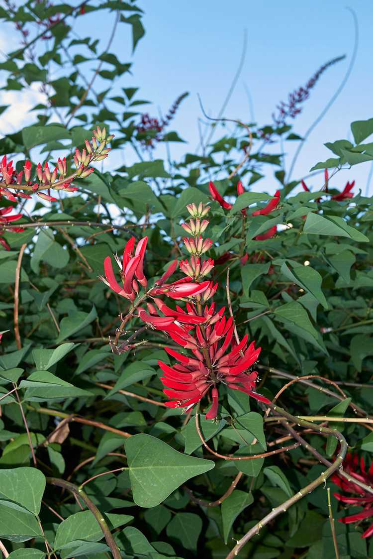 Lire la suite à propos de l’article Entretien des haricots de corail – Comment planter des graines de haricots de corail