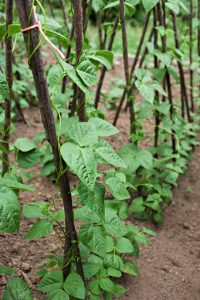 Lire la suite à propos de l’article Supports de haricots polaires : comment tuteurer des haricots polaires