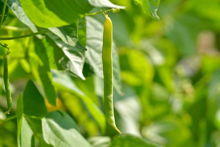 You are currently viewing Journée nationale du haricot : découvrez l'histoire des haricots verts