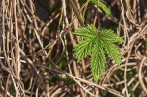 Lire la suite à propos de l’article Propagation des plantes de houblon : planter du houblon à partir de coupures et de rhizomes