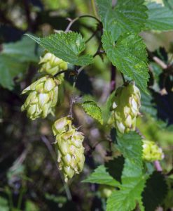 Lire la suite à propos de l’article Engrais pour plantes de houblon : comment et quand nourrir les plantes de houblon