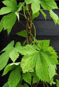 Lire la suite à propos de l’article Dépannage des plants de houblon : que faire si votre houblon cesse de pousser