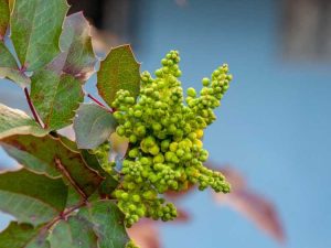 Lire la suite à propos de l’article Entretien des plantes de houx de raisin – Comment et où planter des houx de raisin de l'Oregon et du Mahonia rampant