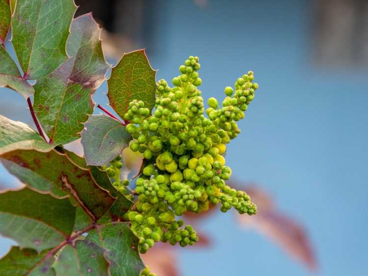 You are currently viewing Entretien des plantes de houx de raisin – Comment et où planter des houx de raisin de l'Oregon et du Mahonia rampant