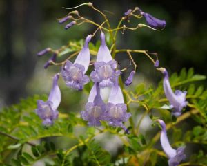 Lire la suite à propos de l’article Jacarandas en pot – Comment faire pousser du jacaranda dans un pot