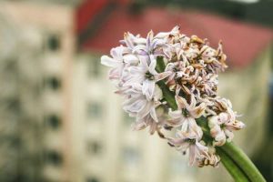 Lire la suite à propos de l’article Ma jacinthe devient brune – Prendre soin des plantes de jacinthe brunissante