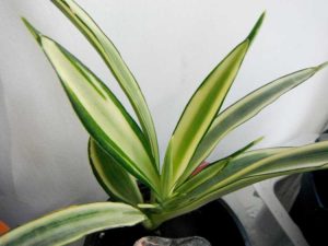 Lire la suite à propos de l’article Entretien de la jacinthe du Kenya : conseils pour cultiver du sansevieria à fleurs