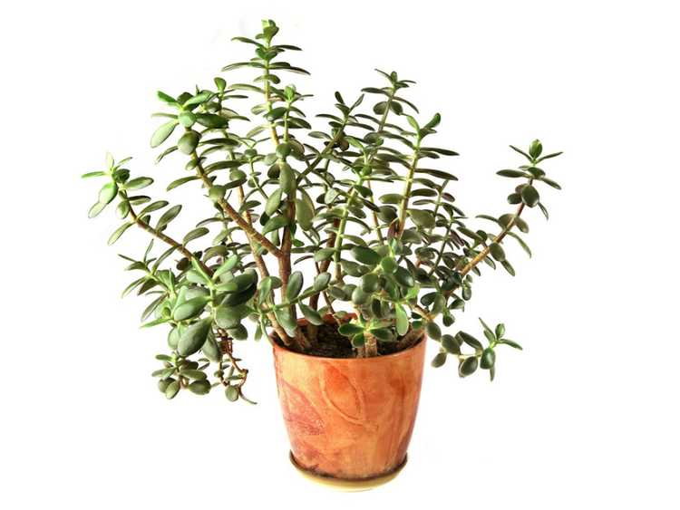 You are currently viewing Entretien des plantes de jade aux longues jambes – Taille d'une plante de jade aux longues jambes