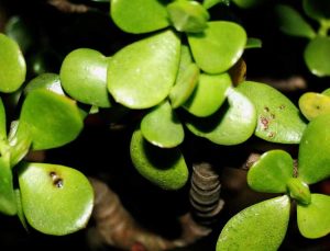 Lire la suite à propos de l’article Taches noires sur une plante de jade : raisons pour lesquelles une plante de jade a des taches noires
