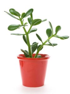 Lire la suite à propos de l’article Plante de jade molle : aide lorsqu'une plante de jade tombe