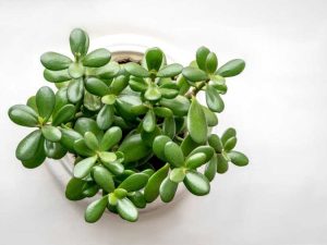 Lire la suite à propos de l’article Taille des plantes de jade : conseils pour la taille des plantes de jade