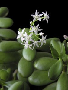 Lire la suite à propos de l’article Ma plante de jade ne fleurit pas – Conseils pour faire fleurir une plante de jade