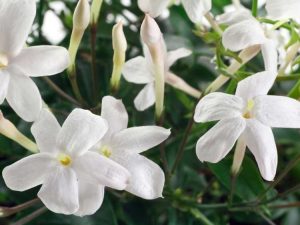 Lire la suite à propos de l’article Engrais pour plantes de jasmin : quand et comment fertiliser le jasmin