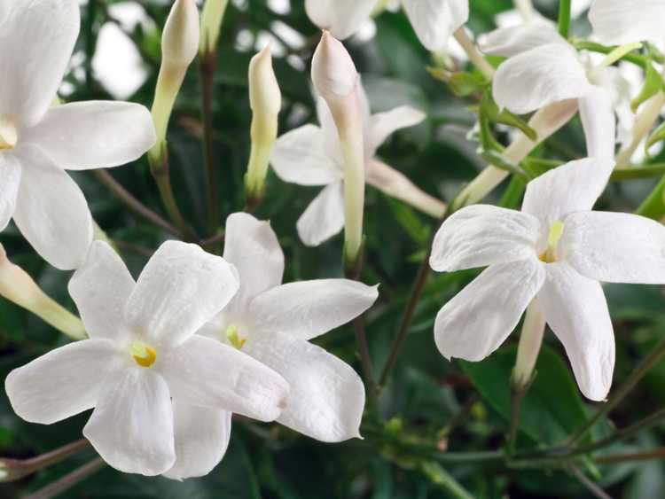 You are currently viewing Engrais pour plantes de jasmin : quand et comment fertiliser le jasmin