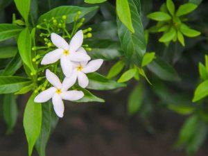 Lire la suite à propos de l’article Entretien de la taille du jasmin – Conseils pour tailler les plantes de jasmin