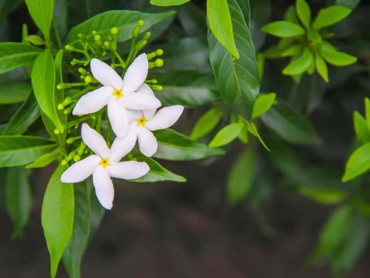 You are currently viewing Entretien de la taille du jasmin – Conseils pour tailler les plantes de jasmin